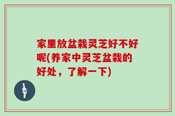 家里放盆栽灵芝好不好呢(养家中灵芝盆栽的好处，了解一下)