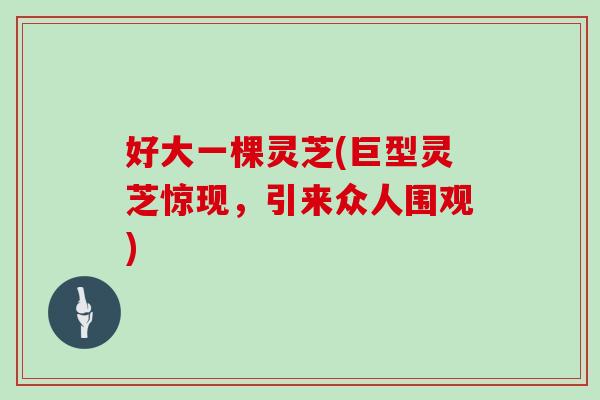 好大一棵灵芝(巨型灵芝惊现，引来众人围观)