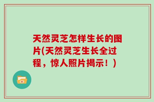 天然灵芝怎样生长的图片(天然灵芝生长全过程，惊人照片揭示！)