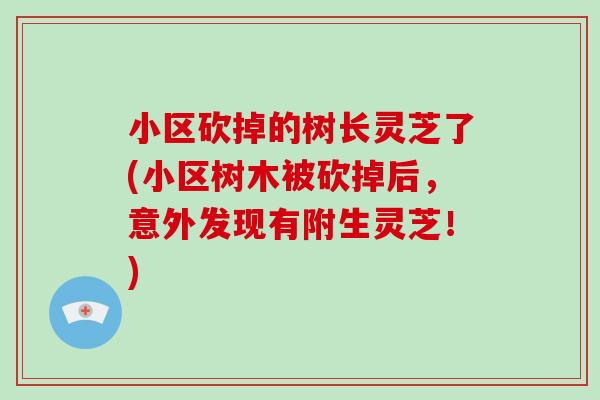 小区砍掉的树长灵芝了(小区树木被砍掉后，意外发现有附生灵芝！)