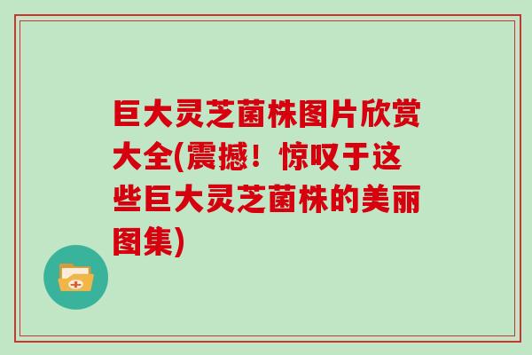 巨大灵芝菌株图片欣赏大全(震撼！惊叹于这些巨大灵芝菌株的美丽图集)