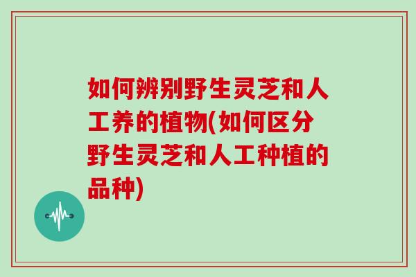 如何辨别野生灵芝和人工养的植物(如何区分野生灵芝和人工种植的品种)-第1张图片-灵芝大师 如何辨别野生灵芝和人工养的植物(如何区分野生灵芝和人工种植的品种)-第1张图片-灵芝大师