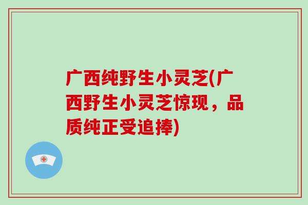 广西纯野生小灵芝(广西野生小灵芝惊现，品质纯正受追捧)