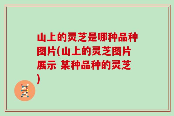 山上的灵芝是哪种品种图片(山上的灵芝图片展示 某种品种的灵芝)