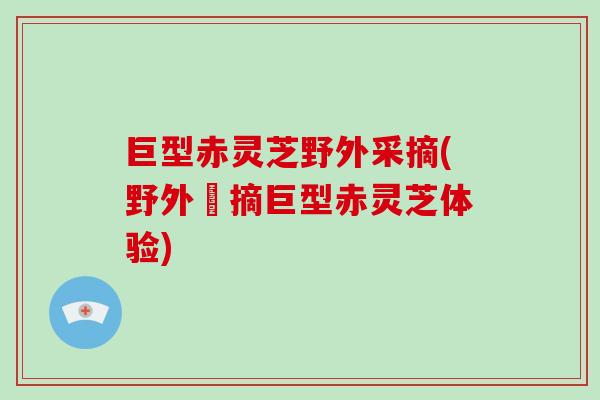 巨型赤灵芝野外采摘(野外採摘巨型赤灵芝体验)