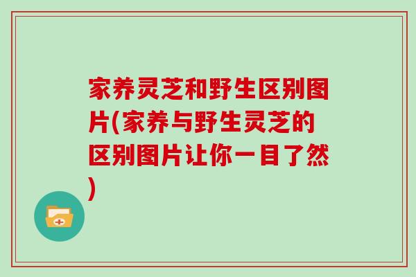 家养灵芝和野生区别图片(家养与野生灵芝的区别图片让你一目了然)