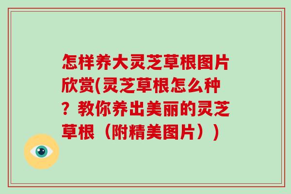 怎样养大灵芝草根图片欣赏(灵芝草根怎么种?教你养出美丽的灵芝草根(附精美图片))-第1张图片-灵芝大师 怎样养大灵芝草根图片欣赏(灵芝草根怎么种?教你养出美丽的灵芝草根(附精美图片))-第1张图片-灵芝大师