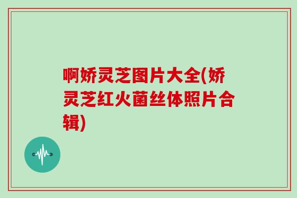 啊娇灵芝图片大全(娇灵芝红火菌丝体照片合辑)