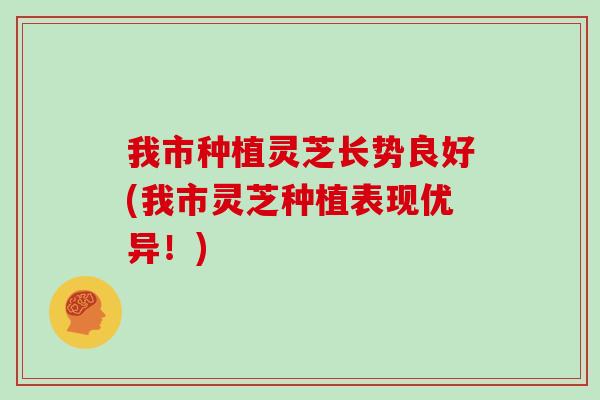 我市种植灵芝长势良好(我市灵芝种植表现优异！)