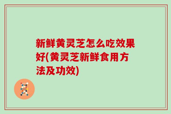 新鲜黄灵芝怎么吃效果好(黄灵芝新鲜食用方法及功效)