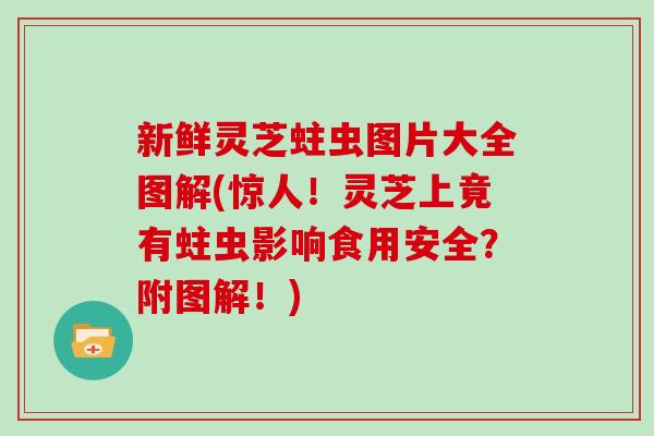 新鲜灵芝蛀虫图片大全图解(惊人！灵芝上竟有蛀虫影响食用安全？附图解！)