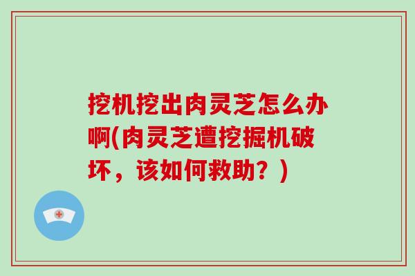 挖机挖出肉灵芝怎么办啊(肉灵芝遭挖掘机破坏，该如何救助？)