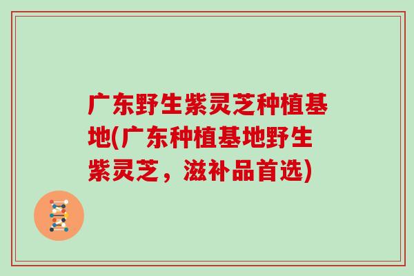 广东野生紫灵芝种植基地(广东种植基地野生紫灵芝，滋补品首选)