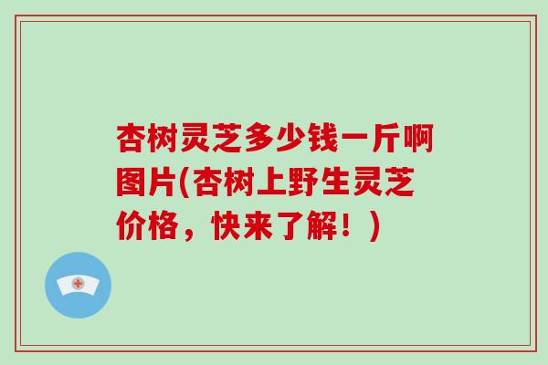 杏树灵芝多少钱一斤啊图片(杏树上野生灵芝价格,快来了解!)-第1张图片-灵芝大师 杏树灵芝多少钱一斤啊图片(杏树上野生灵芝价格,快来了解!)-第1张图片-灵芝大师