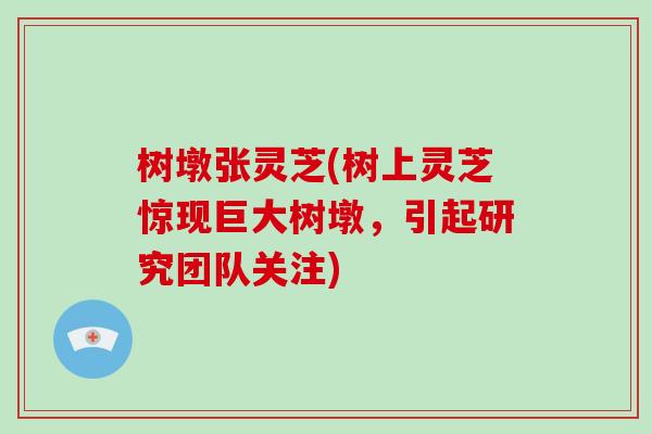 树墩张灵芝(树上灵芝惊现巨大树墩，引起研究团队关注)