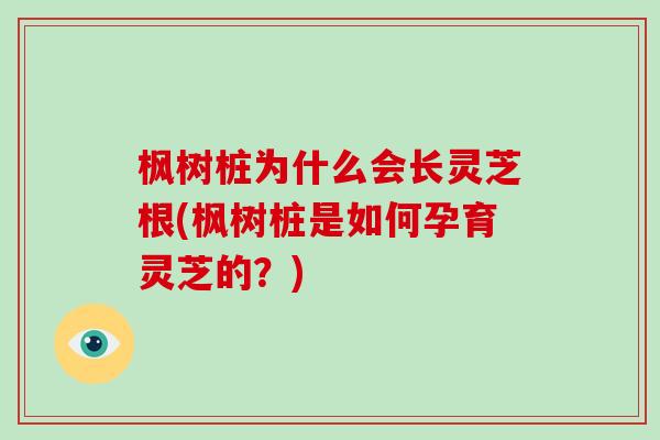 枫树桩为什么会长灵芝根(枫树桩是如何孕育灵芝的?)-第1张图片-灵芝大师 枫树桩为什么会长灵芝根(枫树桩是如何孕育灵芝的?)-第1张图片-灵芝大师