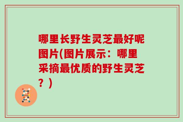 哪里长野生灵芝最好呢图片(图片展示:哪里采摘最优质的野生灵芝?)-第1张图片-灵芝大师 哪里长野生灵芝最好呢图片(图片展示:哪里采摘最优质的野生灵芝?)-第1张图片-灵芝大师
