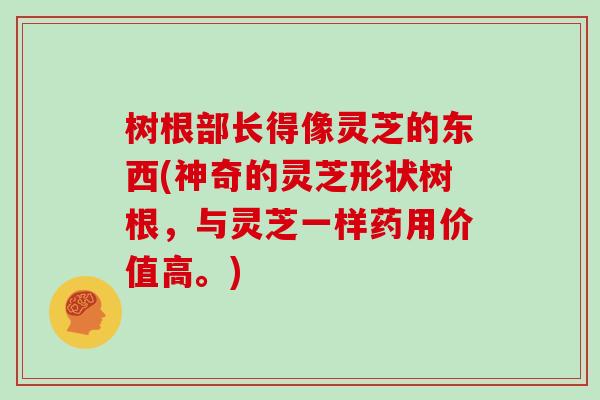 树根部长得像灵芝的东西(神奇的灵芝形状树根，与灵芝一样药用价值高。)