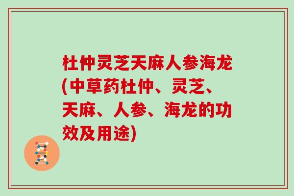 杜仲灵芝天麻人参海龙(中草药杜仲、灵芝、天麻、人参、海龙的功效及用途)