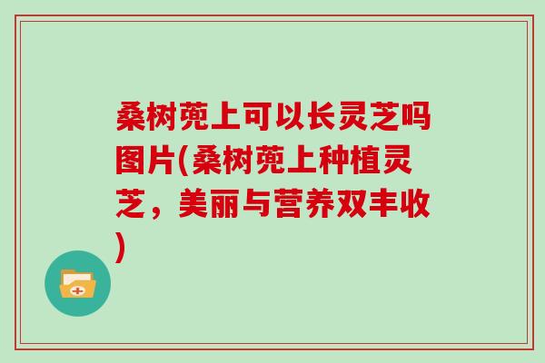 桑树蔸上可以长灵芝吗图片(桑树蔸上种植灵芝,美丽与营养双丰收)-第1张图片-灵芝大师 桑树蔸上可以长灵芝吗图片(桑树蔸上种植灵芝,美丽与营养双丰收)-第1张图片-灵芝大师