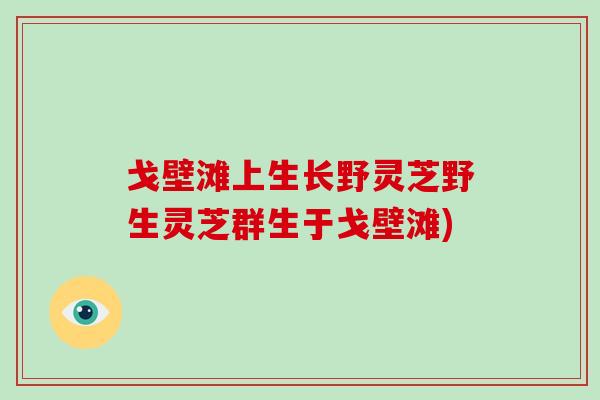 戈壁滩上生长野灵芝野生灵芝群生于戈壁滩)