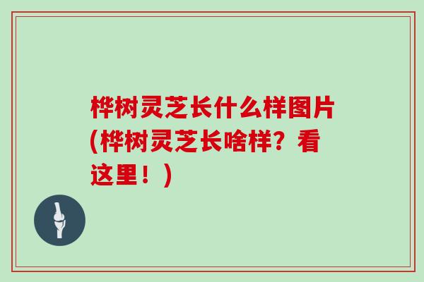 桦树灵芝长什么样图片(桦树灵芝长啥样？看这里！)