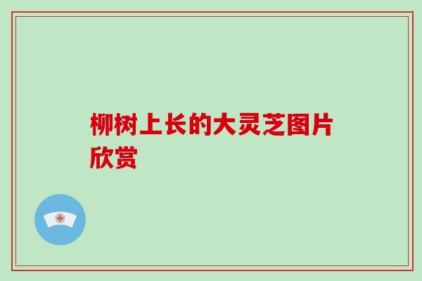 柳树上长的大灵芝图片欣赏