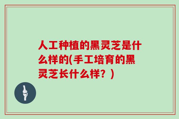 人工种植的黑灵芝是什么样的(手工培育的黑灵芝长什么样？)