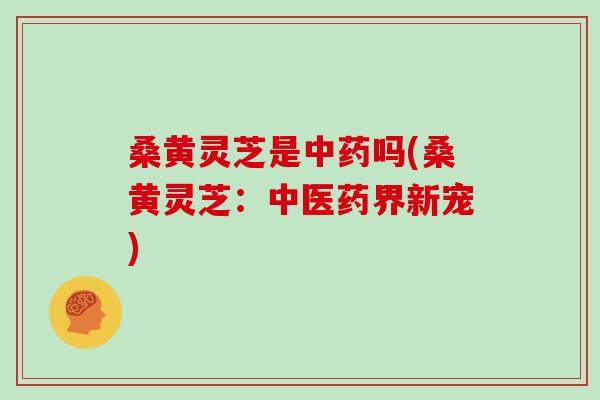 桑黄灵芝是中药吗(桑黄灵芝：中医药界新宠)