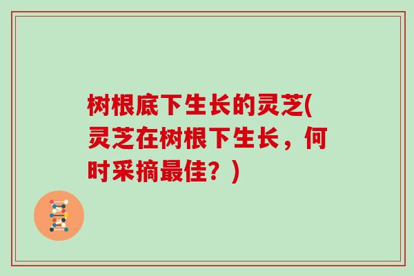 树根底下生长的灵芝(灵芝在树根下生长，何时采摘最佳？)