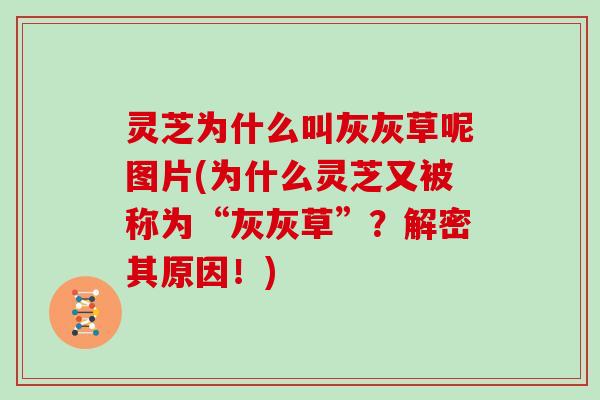 灵芝为什么叫灰灰草呢图片(为什么灵芝又被称为“灰灰草”？解密其原因！)