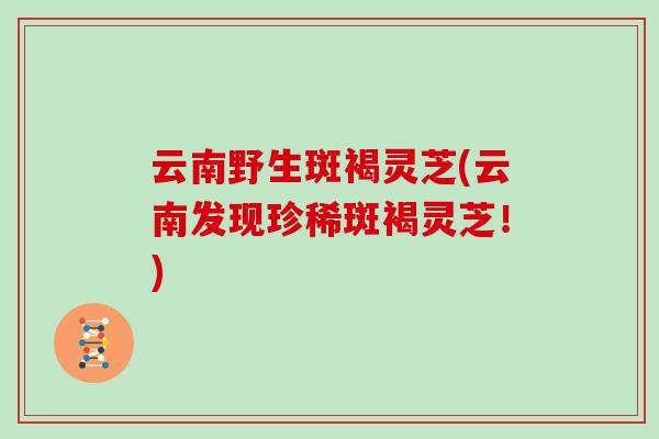 云南野生斑褐灵芝(云南发现珍稀斑褐灵芝！)