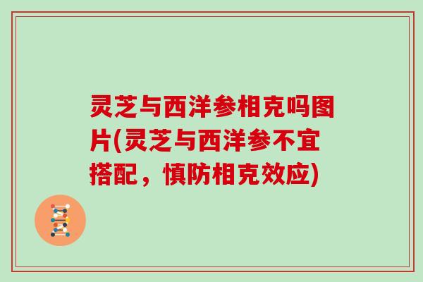 灵芝与西洋参相克吗图片(灵芝与西洋参不宜搭配，慎防相克效应)