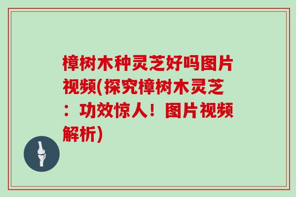 樟树木种灵芝好吗图片视频(探究樟树木灵芝:功效惊人!图片视频解析)-第1张图片-灵芝大师 樟树木种灵芝好吗图片视频(探究樟树木灵芝:功效惊人!图片视频解析)-第1张图片-灵芝大师