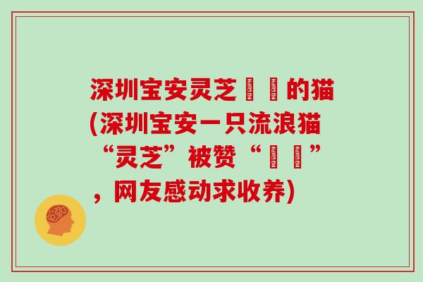 深圳宝安灵芝犇犇的猫(深圳宝安一只流浪猫“灵芝”被赞“犇犇”，网友感动求收养)
