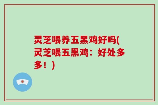 灵芝喂养五黑鸡好吗(灵芝喂五黑鸡：好处多多！)