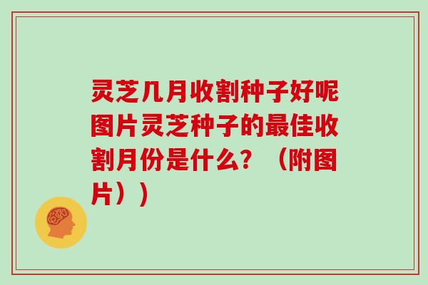 灵芝几月收割种子好呢图片灵芝种子的最佳收割月份是什么？（附图片）)