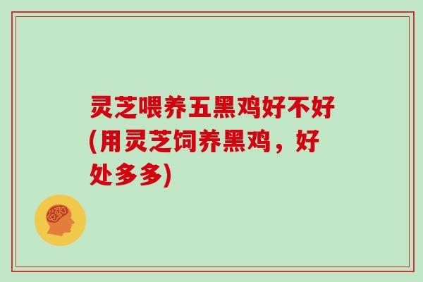 灵芝喂养五黑鸡好不好(用灵芝饲养黑鸡，好处多多)