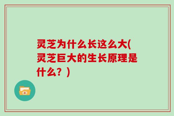灵芝为什么长这么大(灵芝巨大的生长原理是什么？)