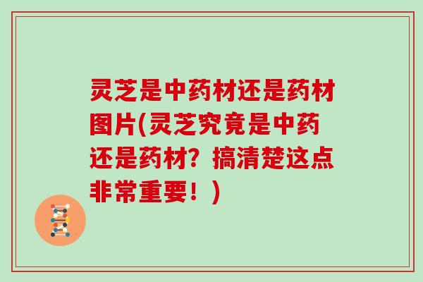 灵芝是中药材还是药材图片(灵芝究竟是中药还是药材？搞清楚这点非常重要！)-第1张图片-灵芝大师