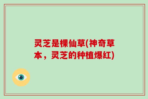 灵芝是棵仙草(神奇草本,灵芝的种植爆红)-第1张图片-灵芝大师 灵芝是棵仙草(神奇草本,灵芝的种植爆红)-第1张图片-灵芝大师