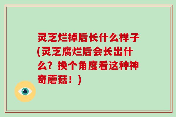 灵芝烂掉后长什么样子(灵芝腐烂后会长出什么？换个角度看这种神奇蘑菇！)