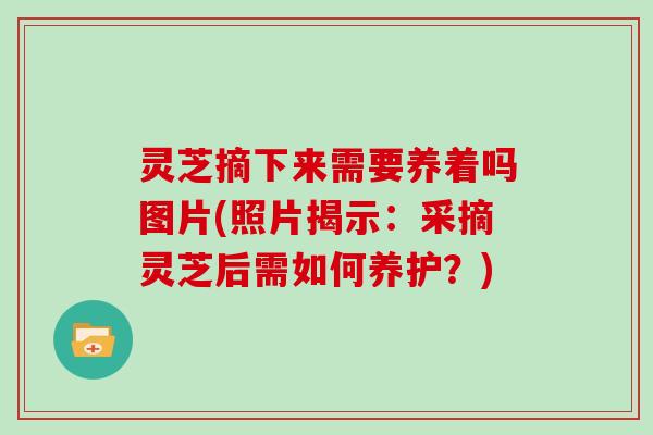灵芝摘下来需要养着吗图片(照片揭示：采摘灵芝后需如何养护？)