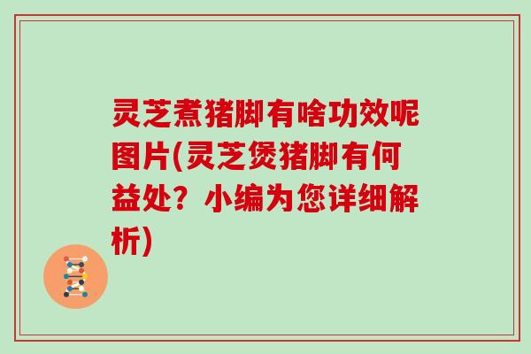 灵芝煮猪脚有啥功效呢图片(灵芝煲猪脚有何益处？小编为您详细解析)
