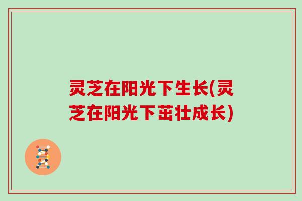 灵芝在阳光下生长(灵芝在阳光下茁壮成长)