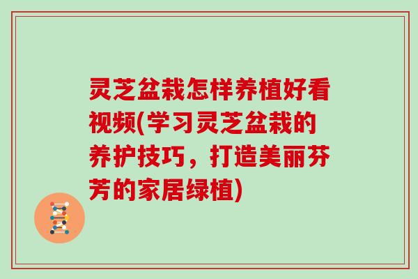 灵芝盆栽怎样养植好看视频(学习灵芝盆栽的养护技巧，打造美丽芬芳的家居绿植)