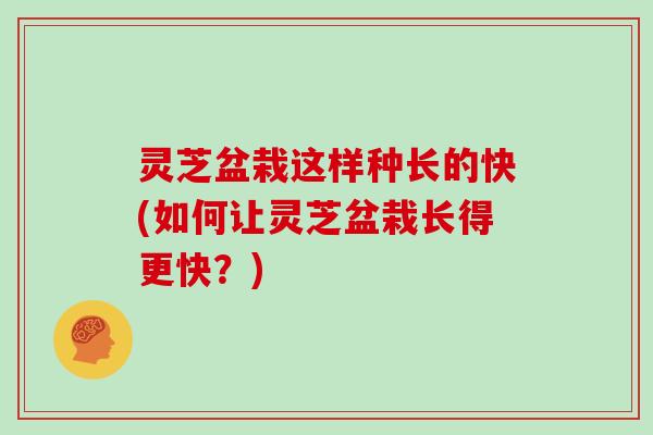 灵芝盆栽这样种长的快(如何让灵芝盆栽长得更快？)