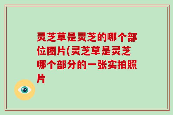 灵芝草是灵芝的哪个部位图片(灵芝草是灵芝哪个部分的一张实拍照片