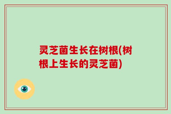 灵芝菌生长在树根(树根上生长的灵芝菌)