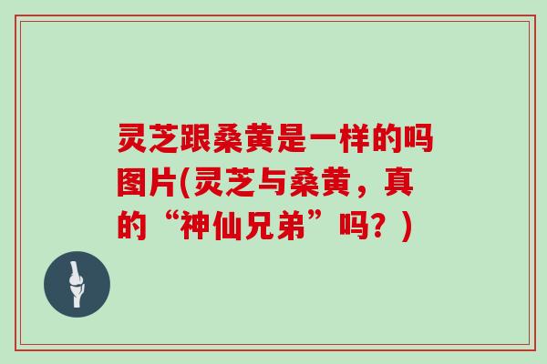 灵芝跟桑黄是一样的吗图片(灵芝与桑黄，真的“神仙兄弟”吗？)